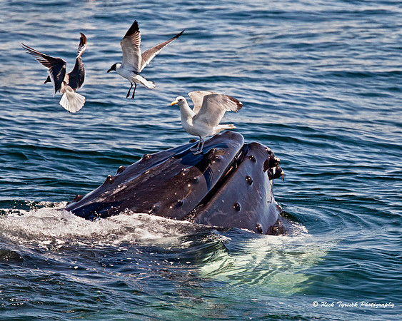 MassCapeCodHumpbackFeeding3727_2011