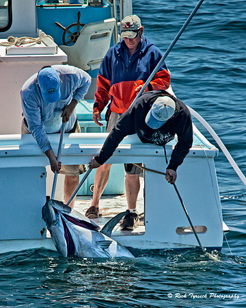 MassCapeCodTunaFishing3751_2011