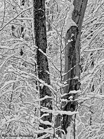 NYAdirondackWinterMaze6215_2012