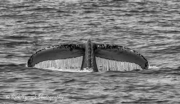 MassCapeCodHumpbackDiving3380-7x12_2015