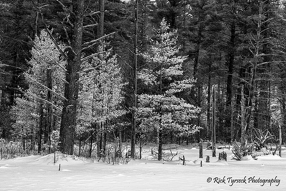 NYAdirondackFlumeFallsWoodland9949_2015