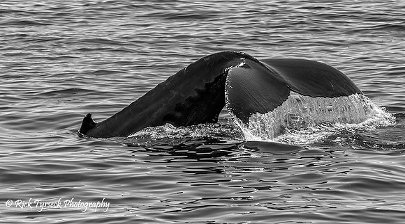 MassCapeCodHumpbackDiving8409_2014