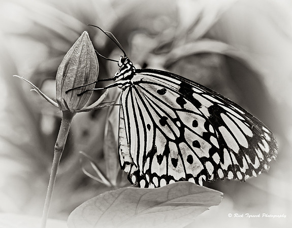 MassMagicWings3064_2009