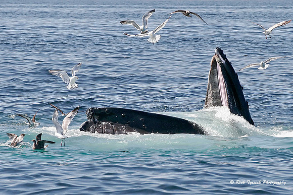MassCapeCodHumpbackFeeding5916_2006