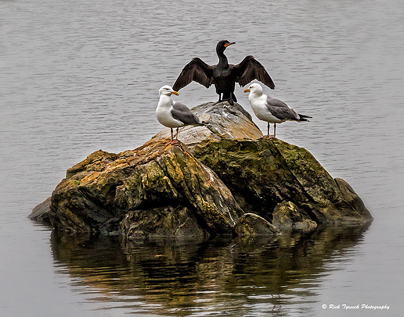 MaineDarmariscottaCormorant0663_2011