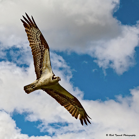 MaineDarmariscottaOsprey0583_2011