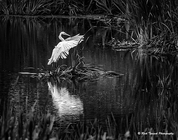 NYGreatSwamp2611B+W_2013